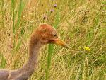 Swampy  - 7th July 2011